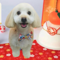 Mダックスフント×マルチーズmix