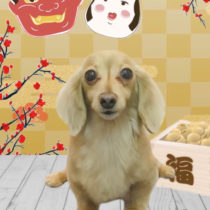 カニンヘンダックス