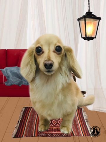 カニンヘンダックス