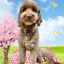 オーストラリアンラブラドゥードル