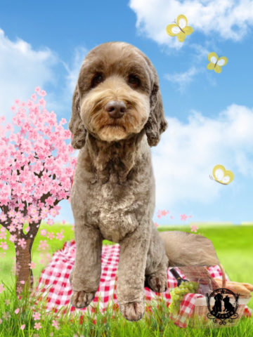 オーストラリアンラブラドゥードル