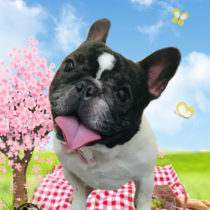 フレンチブルドッグ