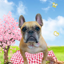 フレンチブルドッグ