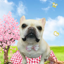 フレンチブルドッグ