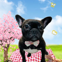 フレンチブルドッグ