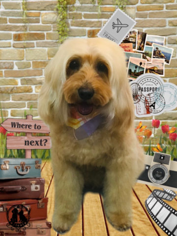 オーストラリアンラブラドゥードル