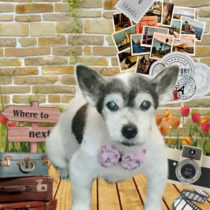 ジャックラッセルテリア