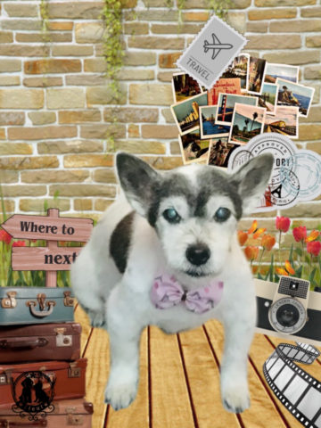 ジャックラッセルテリア