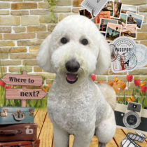 スタンダードプードル