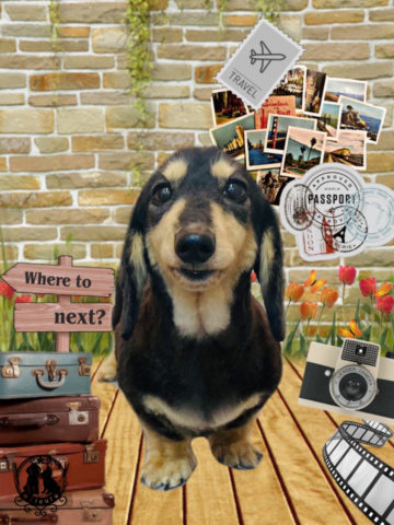 ミニチュアダックス