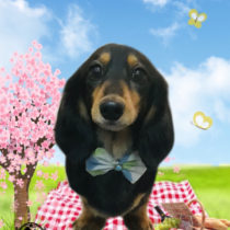 カニンヘンダックス