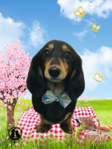 カニンヘンダックス