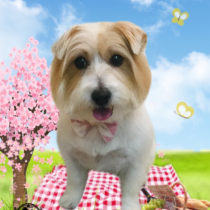 ジャックラッセルテリア