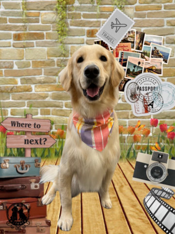 ゴールデンレトリバー