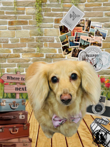 ミニチュアダックス