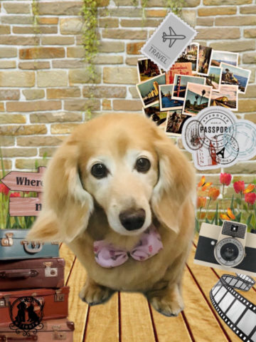 ミニチュアダックス