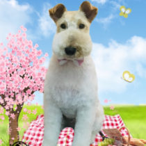 ワイアーフォックステリア