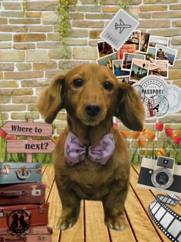 ミニチュアダックス