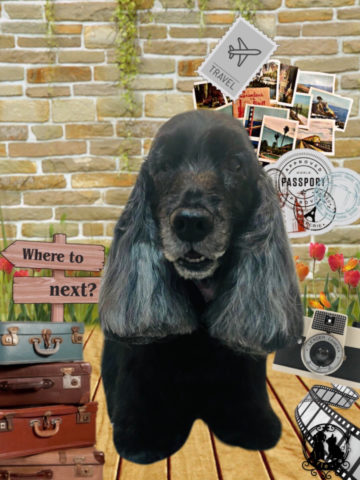 イングリッシュコッカースパニエル