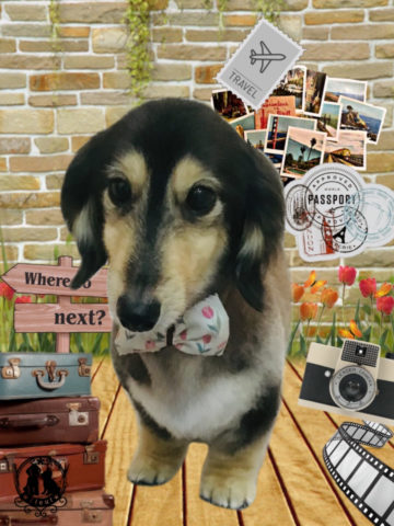 ミニチュアダックス