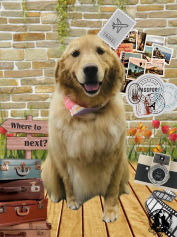 ゴールデンレトリバー