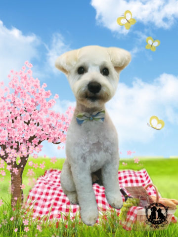 ミニチュアシュナウザー