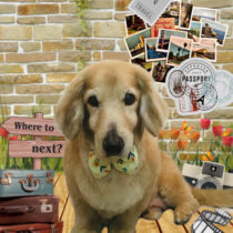 ミニチュアダックス