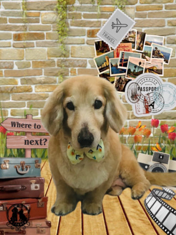 ミニチュアダックス