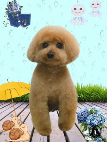 トイプードル