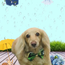 ミニチュアダックス