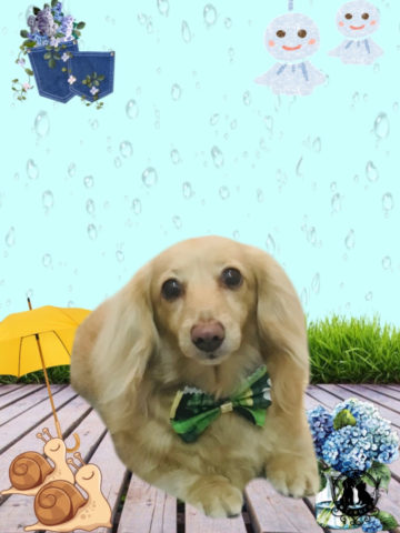 ミニチュアダックス