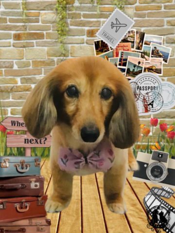 ミニチュアダックス