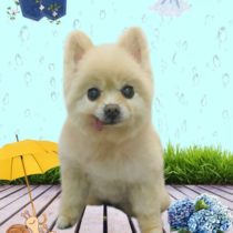 ポメラニアン