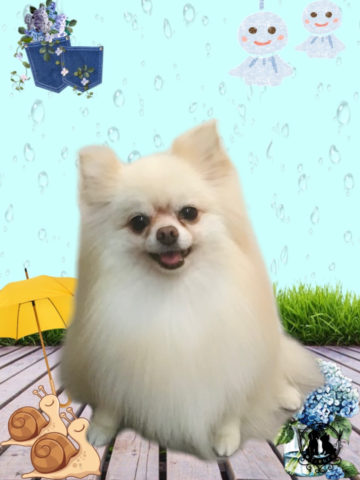 ポメラニアン