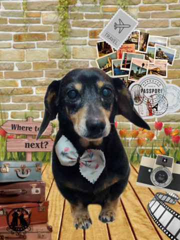 カニンヘンダックス