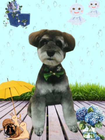 ミニチュアシュナウザー