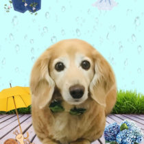 ミニチュアダックス