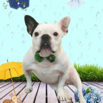 フレンチブルドッグ