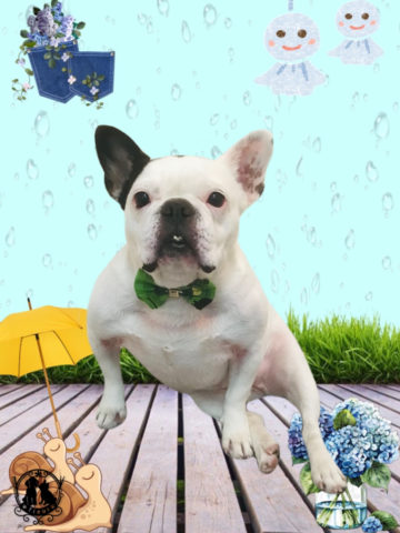 フレンチブルドッグ