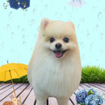 ポメラニアン