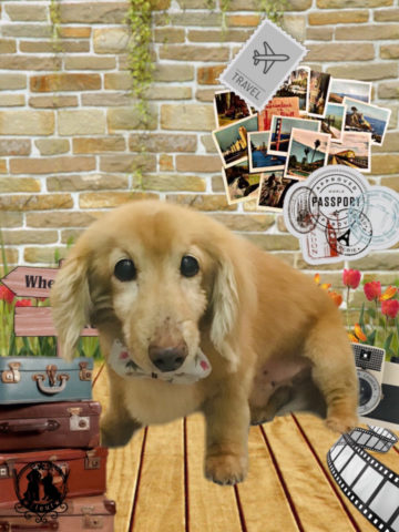 Mダックスフント