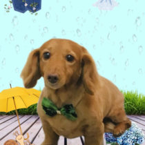 ミニチュアダックス