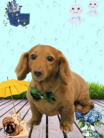 ミニチュアダックス