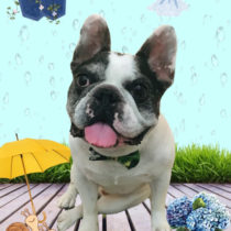 フレンチブルドッグ