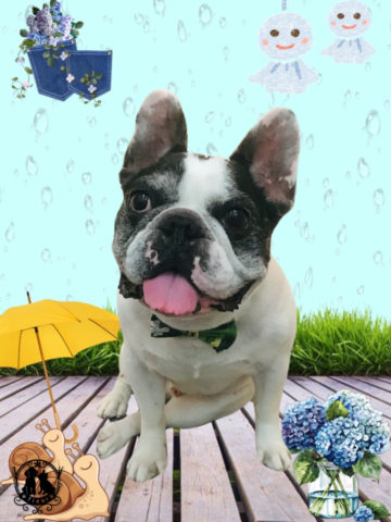 フレンチブルドッグ