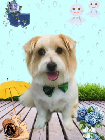 ジャックラッセルテリア