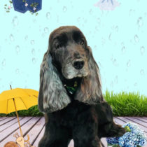 イングリッシュコッカースパニエル