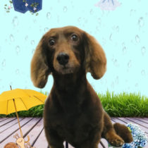 ミニチュアダックス