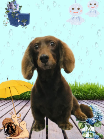 ミニチュアダックス