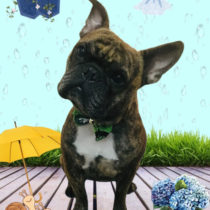 フレンチブルドッグ